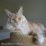 Galerie - Botschafter der Maine Coon Cattery of Bloomingtree