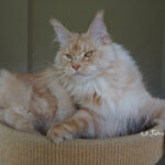 Galerie - Botschafter der Maine Coon Cattery of Bloomingtree