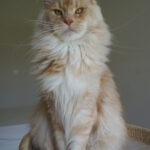 Int. Ch. Bloomingtree MyGirl (Kastrat)