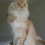 Int. Ch. Bloomingtree MyGirl (Kastrat)