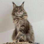 Galerie - Botschafter der Maine Coon Cattery of Bloomingtree