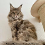 Galerie - Botschafter der Maine Coon Cattery of Bloomingtree