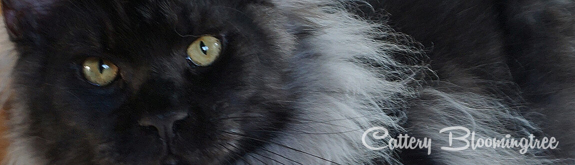 Maine Coon Kater