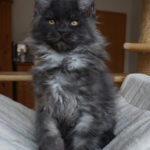 Int. Ch. Bloomingtree Black Shadow