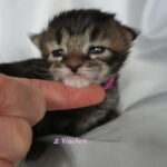 Maine Coon Kitten