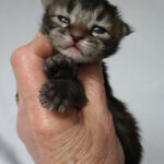 Maine Coon Kitten