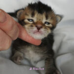 Maine Coon Kitten