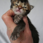 Maine Coon Kitten