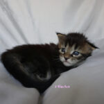Maine Coon Kitten