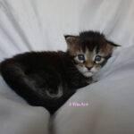 Maine Coon Kitten
