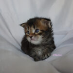 Maine Coon Kitten