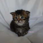 Maine Coon Kitten