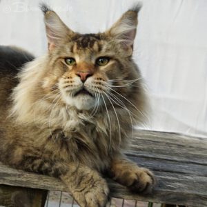 Aktueller Wurf - Kitten of Bloomingtree