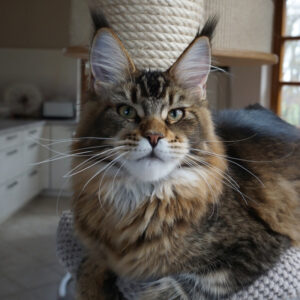 Maine Coon Kitten