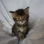 Maine Coon Kitten
