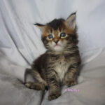 Maine Coon Kitten
