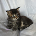 Maine Coon Kitten