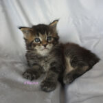 Maine Coon Kitten