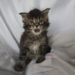 Maine Coon Kitten