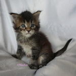 Maine Coon Kitten