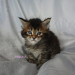 Maine Coon Kitten