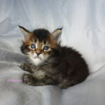 Maine Coon Kitten