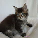 Maine Coon Kitten