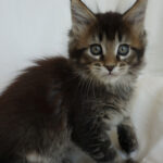 Maine Coon Kitten