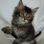 Maine Coon Kitten