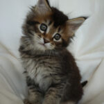 Maine Coon Kitten