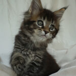 Maine Coon Kitten