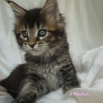 Maine Coon Kitten
