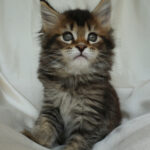 Maine Coon Kitten