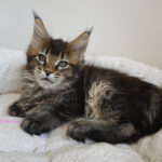 Maine Coon Kitten