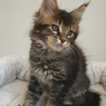 Maine Coon Kitten