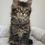 Maine Coon Kitten