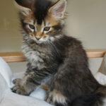 Maine Coon Kitten