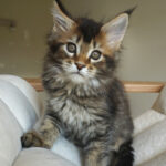 Maine Coon Kitten