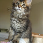 Maine Coon Kitten
