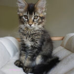 Maine Coon Kitten
