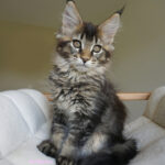Maine Coon Kitten