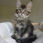 Maine Coon Kitten