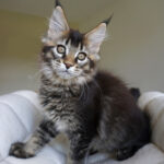 Maine Coon Kitten