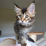 Maine Coon Kitten
