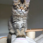 Maine Coon Kitten