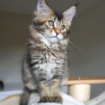 Maine Coon Kitten
