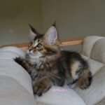 Maine Coon Kitten