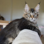Maine Coon Kitten