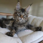 Maine Coon Kitten