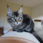 Maine Coon Kitten